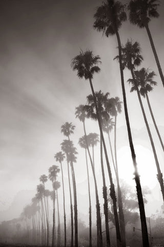 Misty Palms