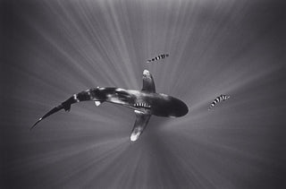 Oceanic Whitetip Shark with Pilotfish