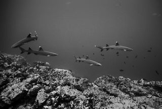 Whitetip Reef Sharks & Blue Trevally (SC-204)