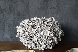 Barnacle Vase