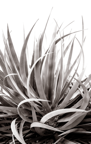 Dancing Agave - BW