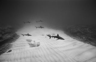 Galapagos Sharks over Sand Channel, Kure (NWU-84)