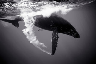 Humpback Whale Trailing Bubbles